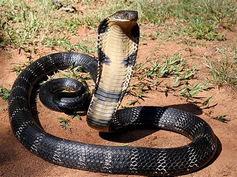 Two Snakes : Cobra Real.
