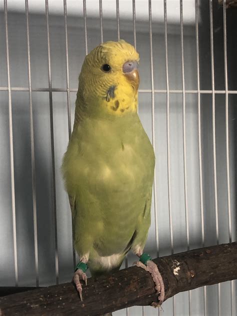 I don’t know if my bird is just shedding feathers or he’s sick. Anyone ...