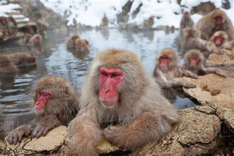 Japanese Macaque Snow