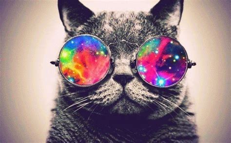 кот в очках: 14 тыс изображений найдено в Яндекс.Картинках | Hipster ...