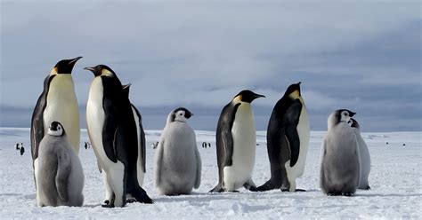 How do emperor penguins survive the icy Antarctic winter? | How it