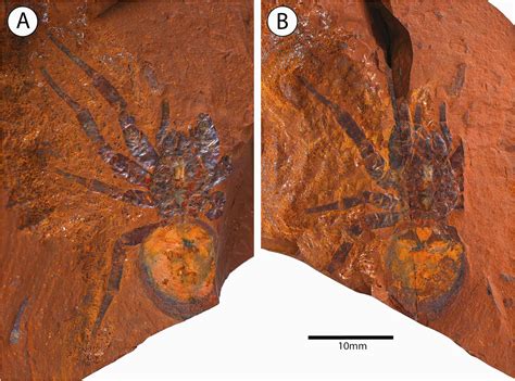 Scientists discover well-preserved giant spider fossil that’s