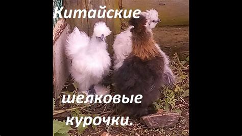 Китайские шелковые куры - YouTube
