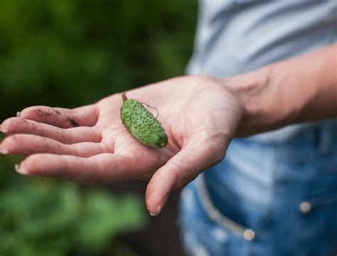 how to grow cucumber from seeds