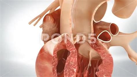 3D of the human heart pumping blood through the circulatory system ...