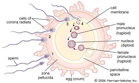 sahsrojas / human egg cell