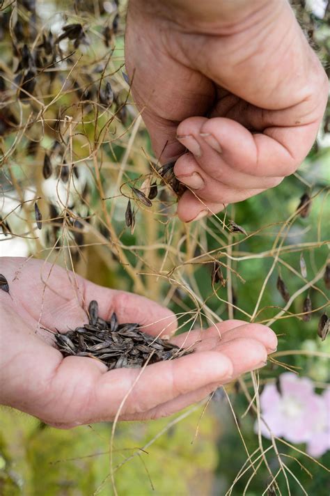 Everything you need to know about collecting and storing seeds | How to