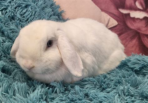 Lee-Anne Welcomes Perfect Addition: Lily Rabbit | Mirage News