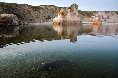 Заповедник «Таймырский»