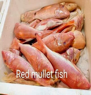 Red Mullet Fish – Naija Way