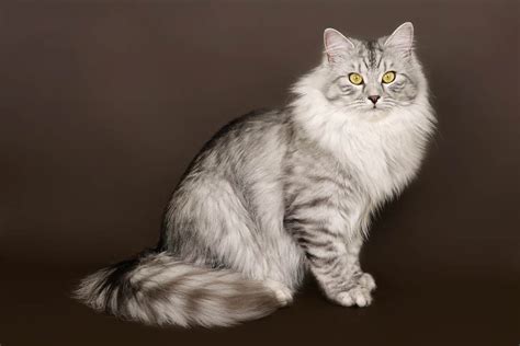 Siberian Cat Breed Information - Cat-World