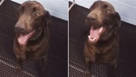 This Excited Rescue Dog Will Dance For Food! - iHeartDogs.com
