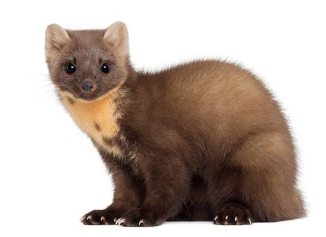 8,000+ Weasel Stock Photos, Pictures & Royalty-Free Images - iStock