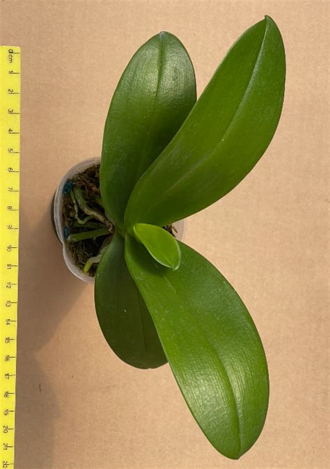 Phalaenopsis equestris 'Mauve' - Plantae Orchids and Rare Plants