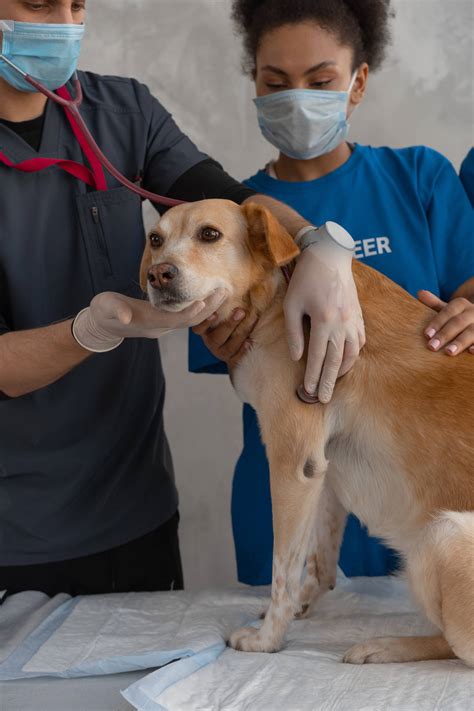 Top 999+ Veterinarian Wallpapers Full HD, 4K Free to Use