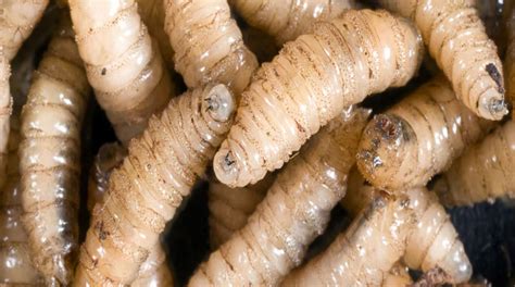 miasis por gusano barrenador en mexico  es cuales son los sintomas