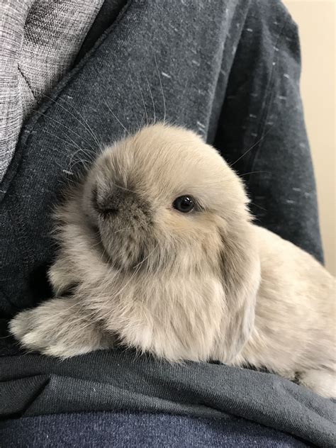 Pet Bunny, Cute Little Animals, Cute Babies, Fluffy Animals, Animals