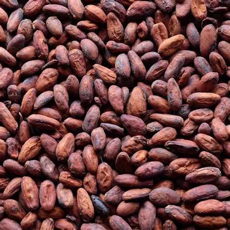 Cocoa Beans Quality at James Halsted blog