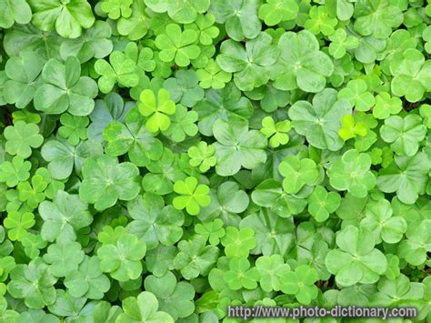 clover photopicture definition  photo dictionary clover word