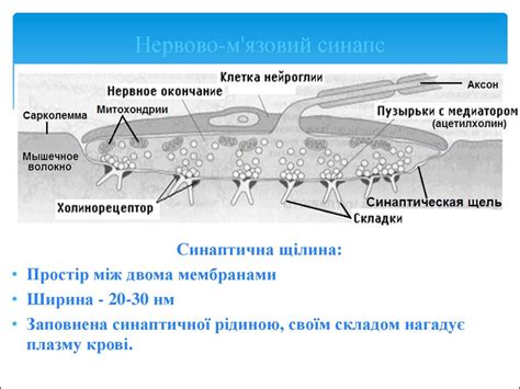 Фізіологія м‘язів - презентация онлайн