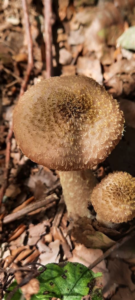 Опенок толстоногий (Armillaria gallica) фото и описание