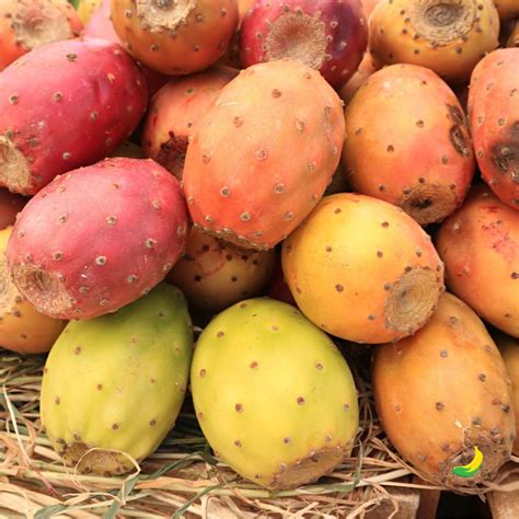 acquista fichi dindia  fruttit fruttit