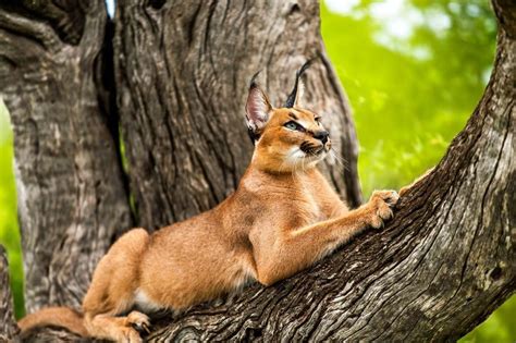 Каракал (фото): грациозный представитель кошачьей экзотики Смотри ...