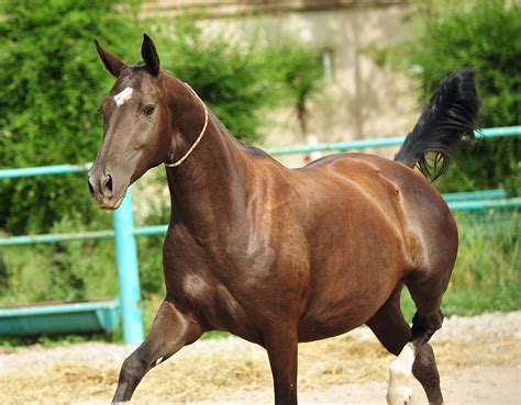 Selin - Farm stud DACOR