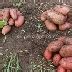 Картофель Розана: описание и характеристики, особенности посадки и ...