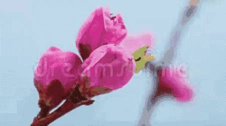 Pink Flowers GIF - Pink Flowers Blooming - Discover & Share GIFs