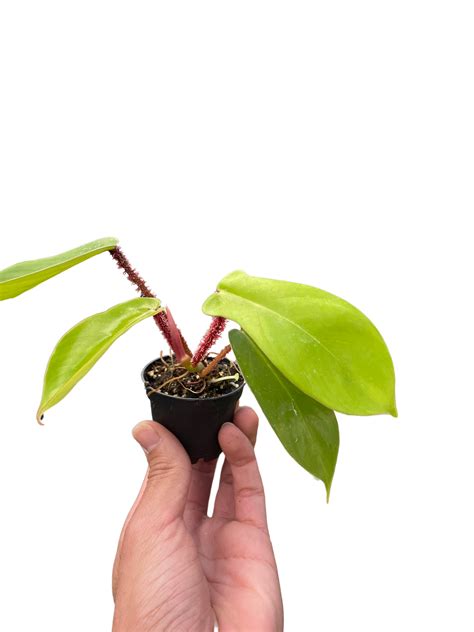 Philodendron 'Squamiferum' – PlantsandTrees.com