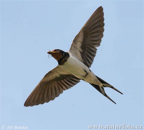 Barn Swallow Migration Map - barn plans with living space