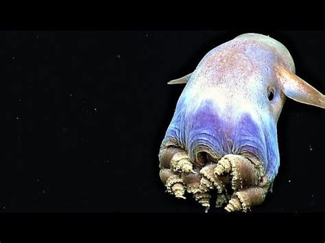 bizarre creatures discovered   mariana trench youtube