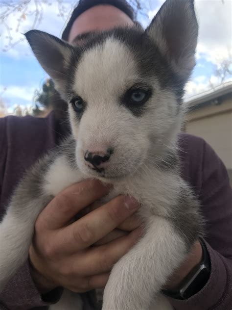 Can You Crate Train A Husky