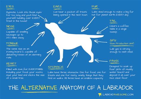 images  lab love  pinterest lab puppies chocolate labradors  chocolate labs