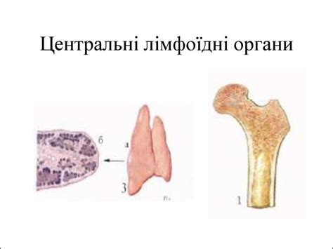 Лімфоїдна система - online presentation
