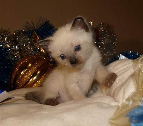 15 фото сиамских котят — легендарных кошечек