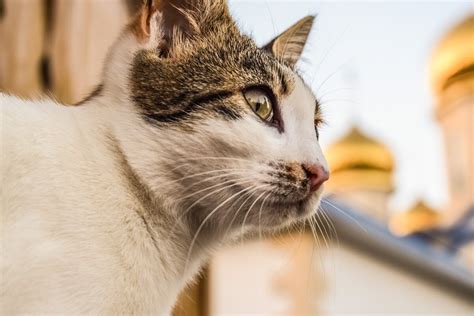 Что такое кошачье акне? Симптомы и профилактика | ZOO CHANNEL | Дзен