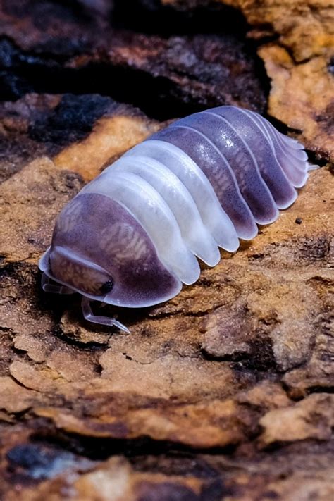 What Are Isopods? Crustacean Critters Explained!