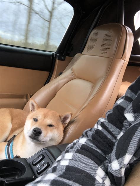My co pilot : r/Miata