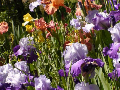 Free Images : nature, flower, summer, natural, colorful, garden, flora