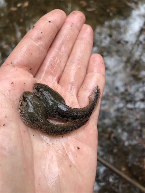 Leopard Frog Tadpoles