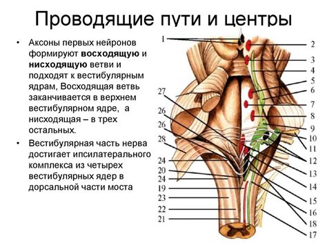 Вестибулярный аппарат - презентация онлайн