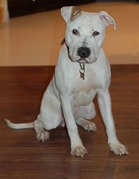 7 letni, domowy amstaff Nero czeka na dom, Amstaf | OGŁOSZENIA ZOOMIA