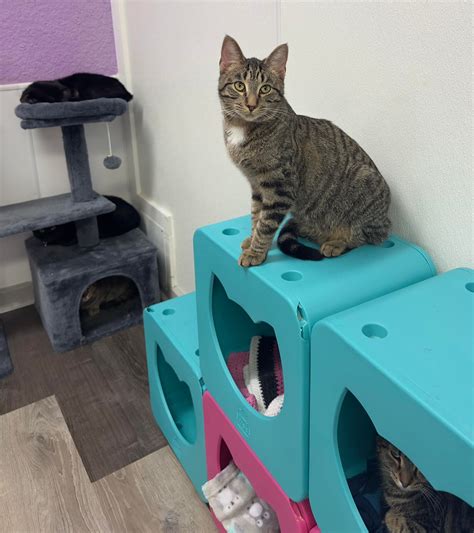 Karma Kat Cafe & Karma... - Karma Kat Cafe & Karma Kat Rescue
