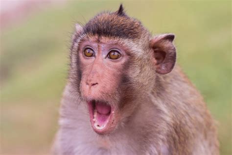 1+ Thousand Confused Monkey Royalty-Free Images, Stock Photos ...