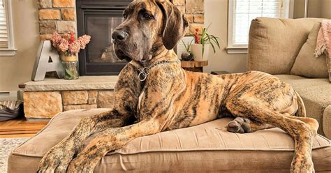 Understanding the Lifespan of Great Danes: Senior Pet Care Insights ...
