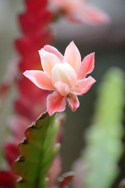 Cactus Flowers To Flourish - Free photo on Pixabay - Pixabay