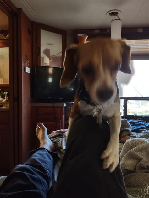 My spay female Beagle likes to hump my leg occasionally. From what I