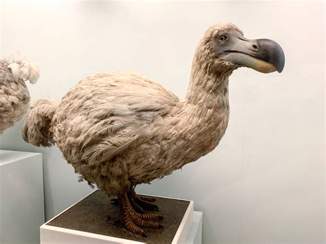 dodo bird discover magazine